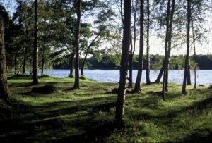 Forssman Übersetzer See bei Växjö Kronoberg